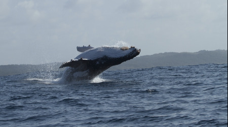 Private Marine Big 5 Ocean Safari